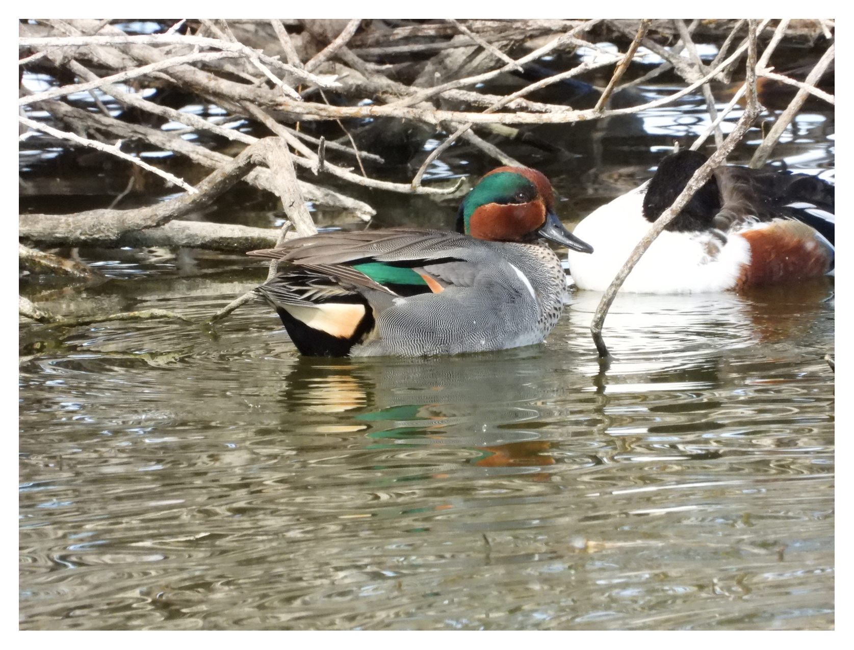 Green-Winged Teal