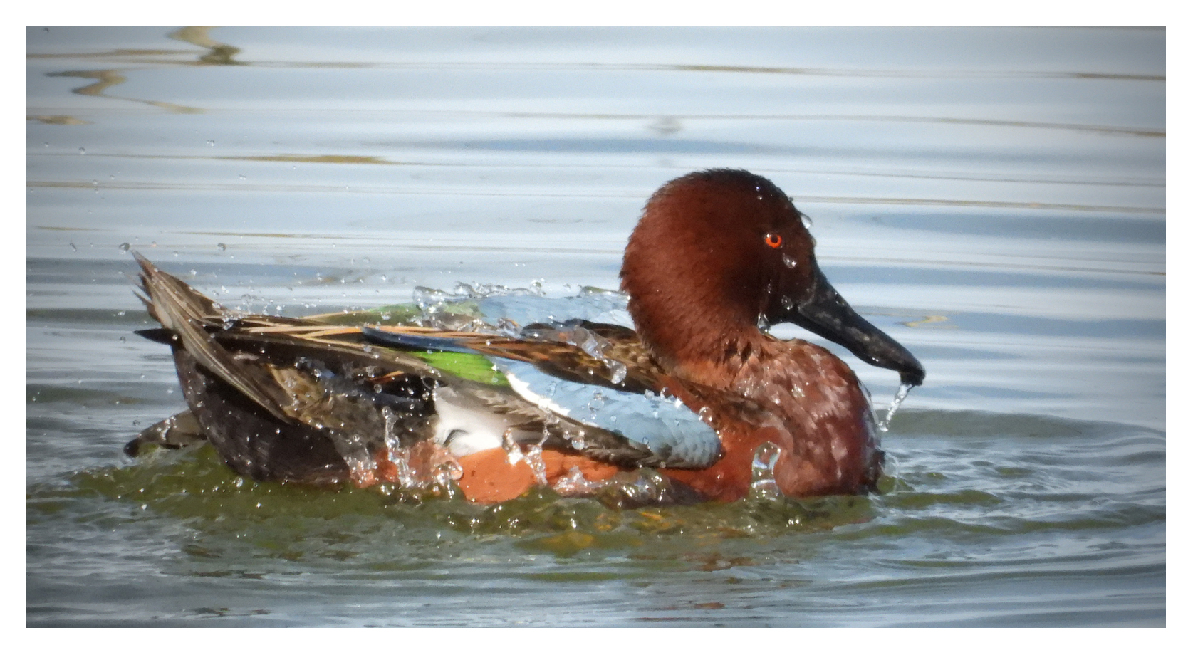 Cinnamon Teal2