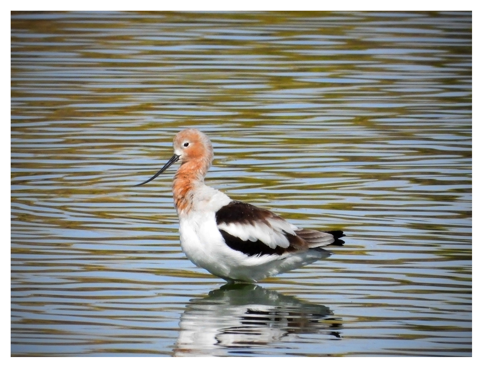 American Avocet