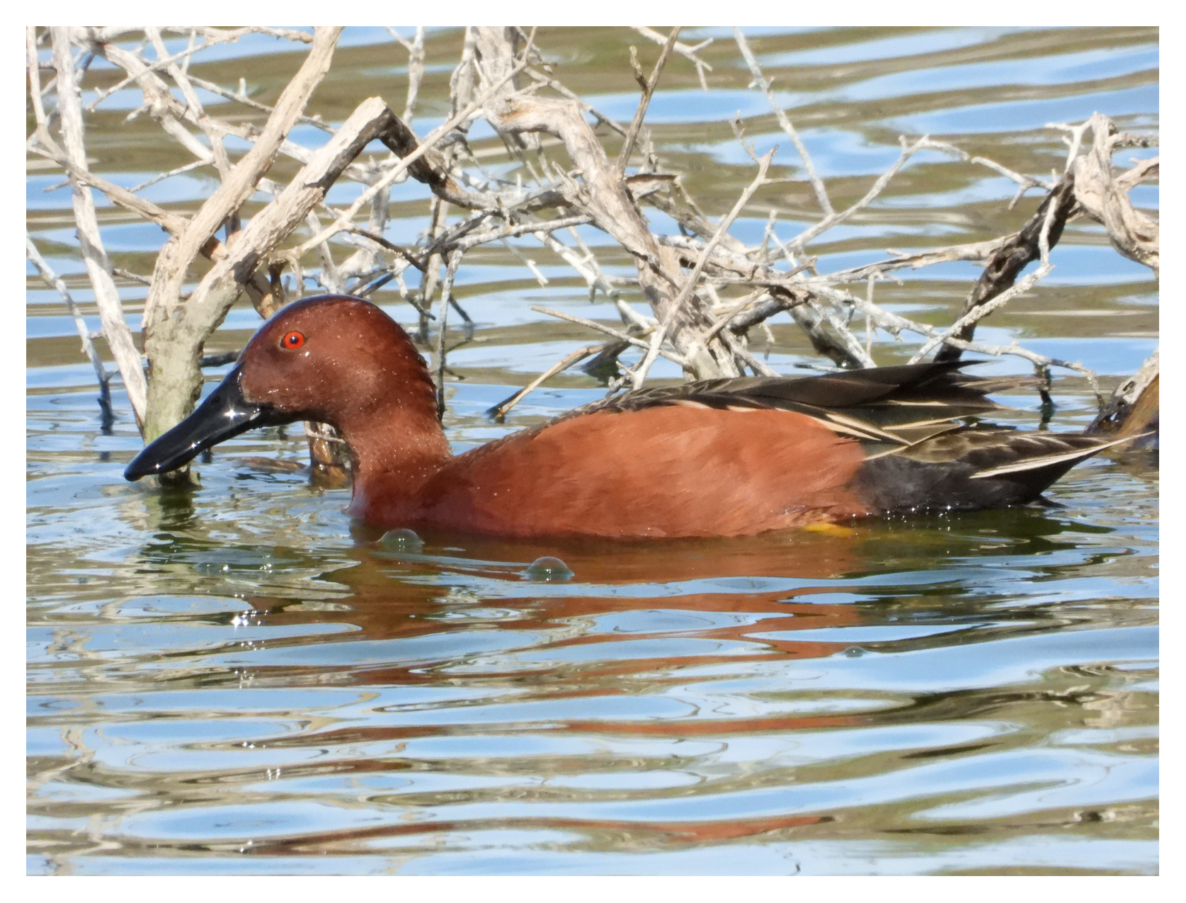 CInnamon Teal