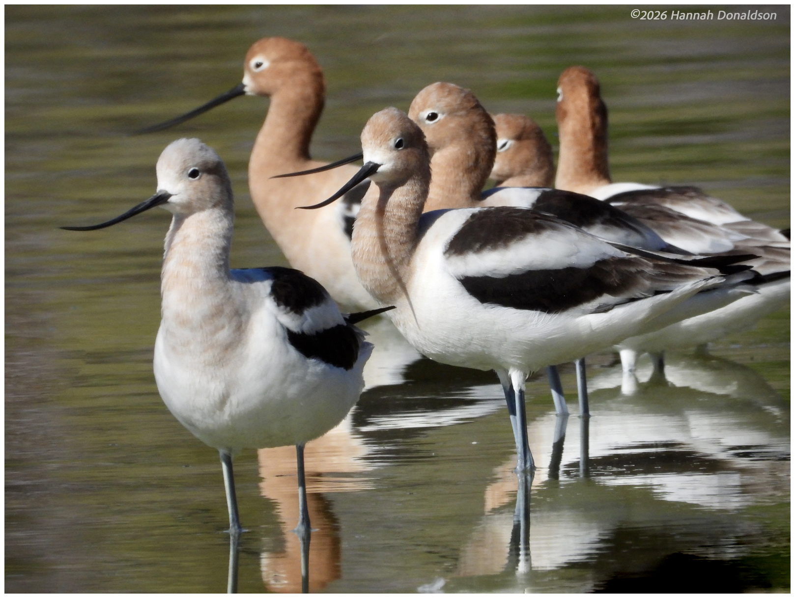 American Avocet