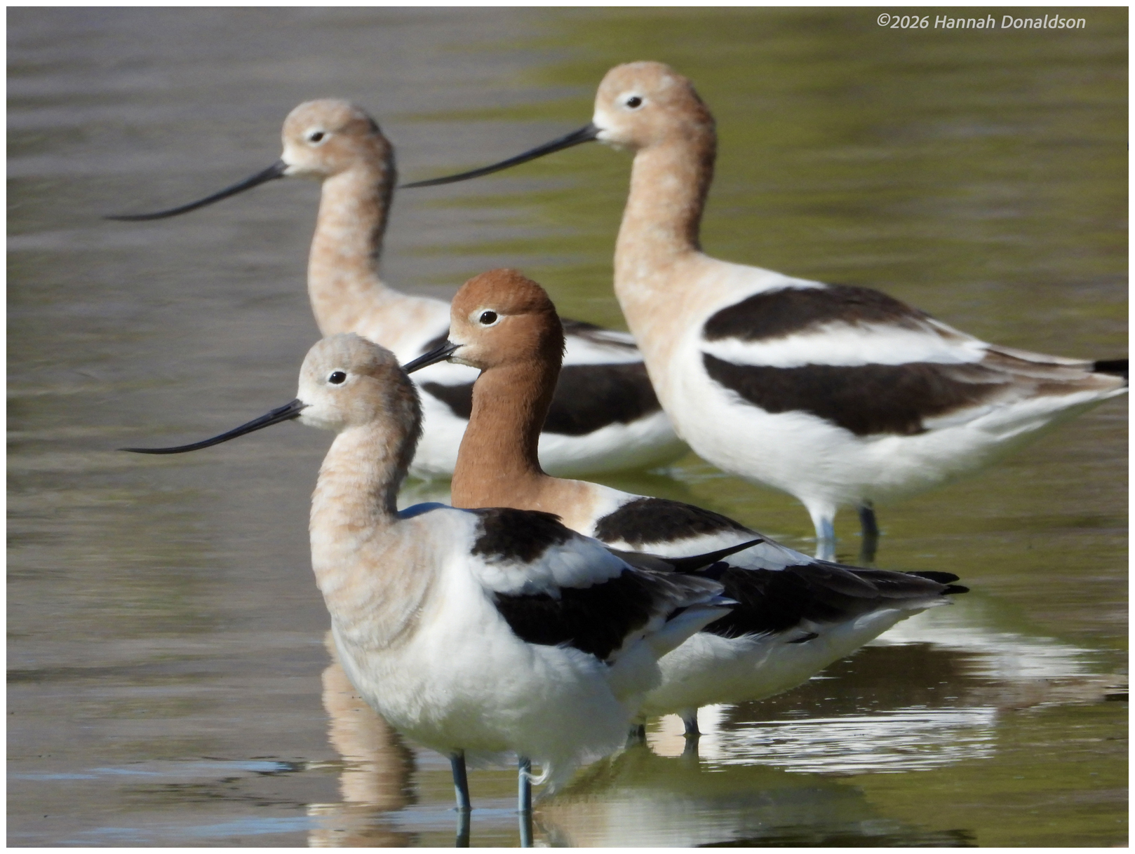 American Avocet