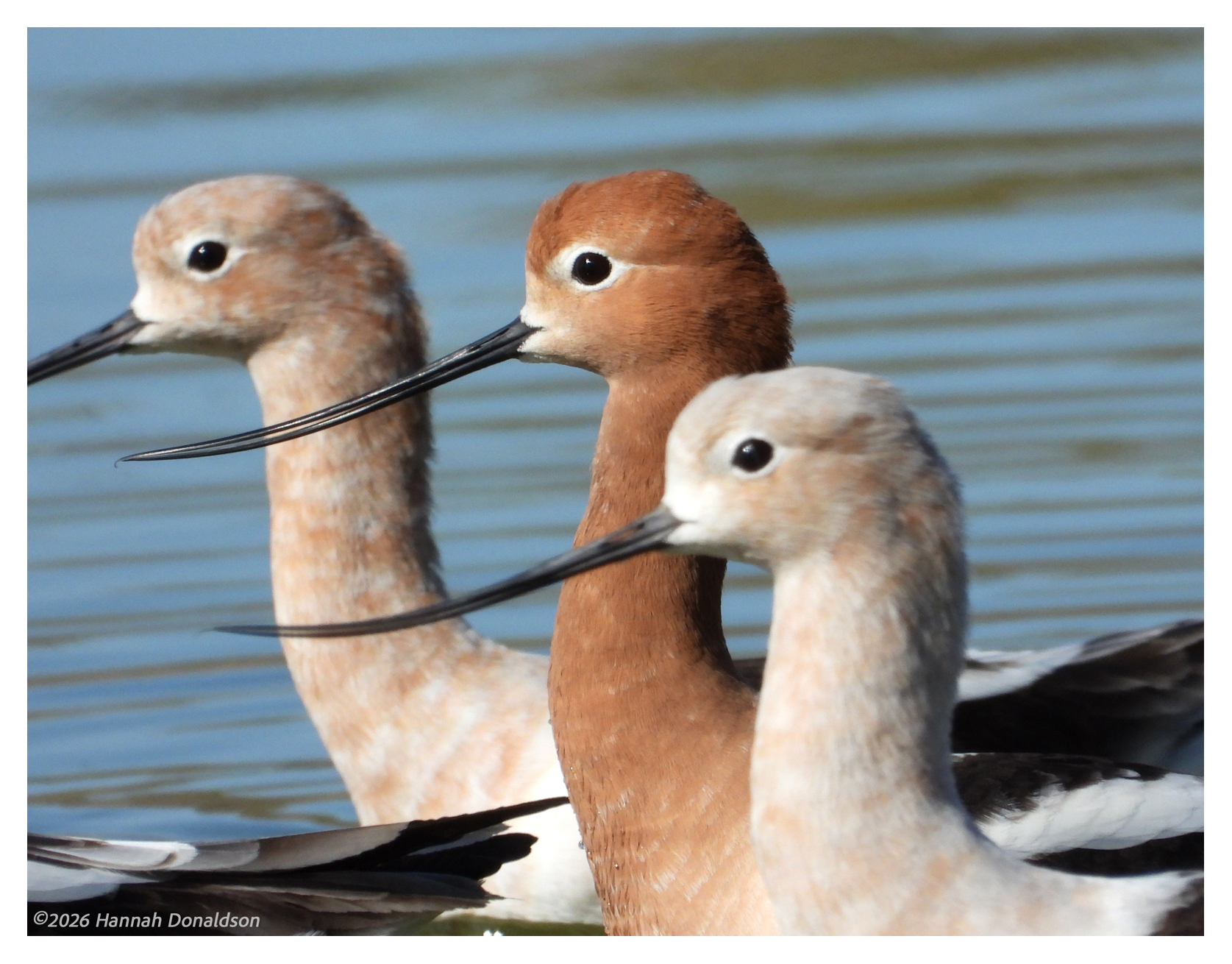 American Avocet