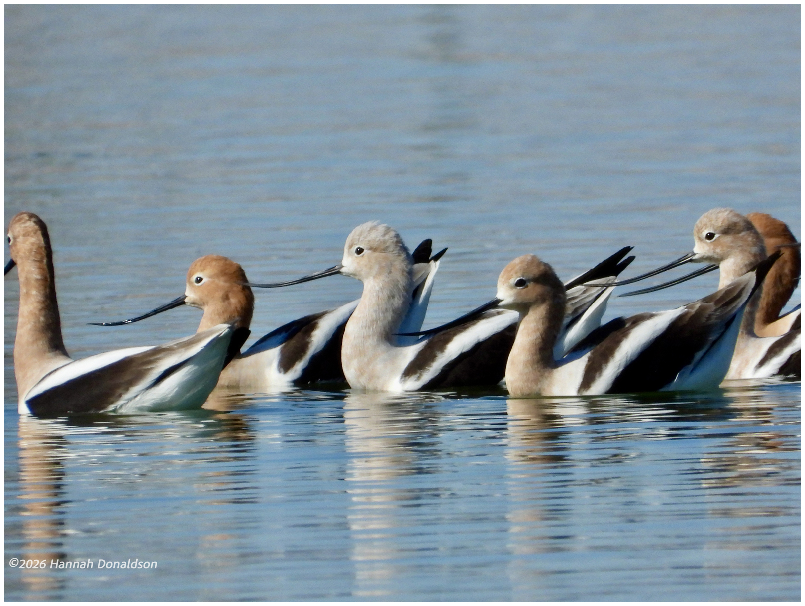 American Avocets at the local pond