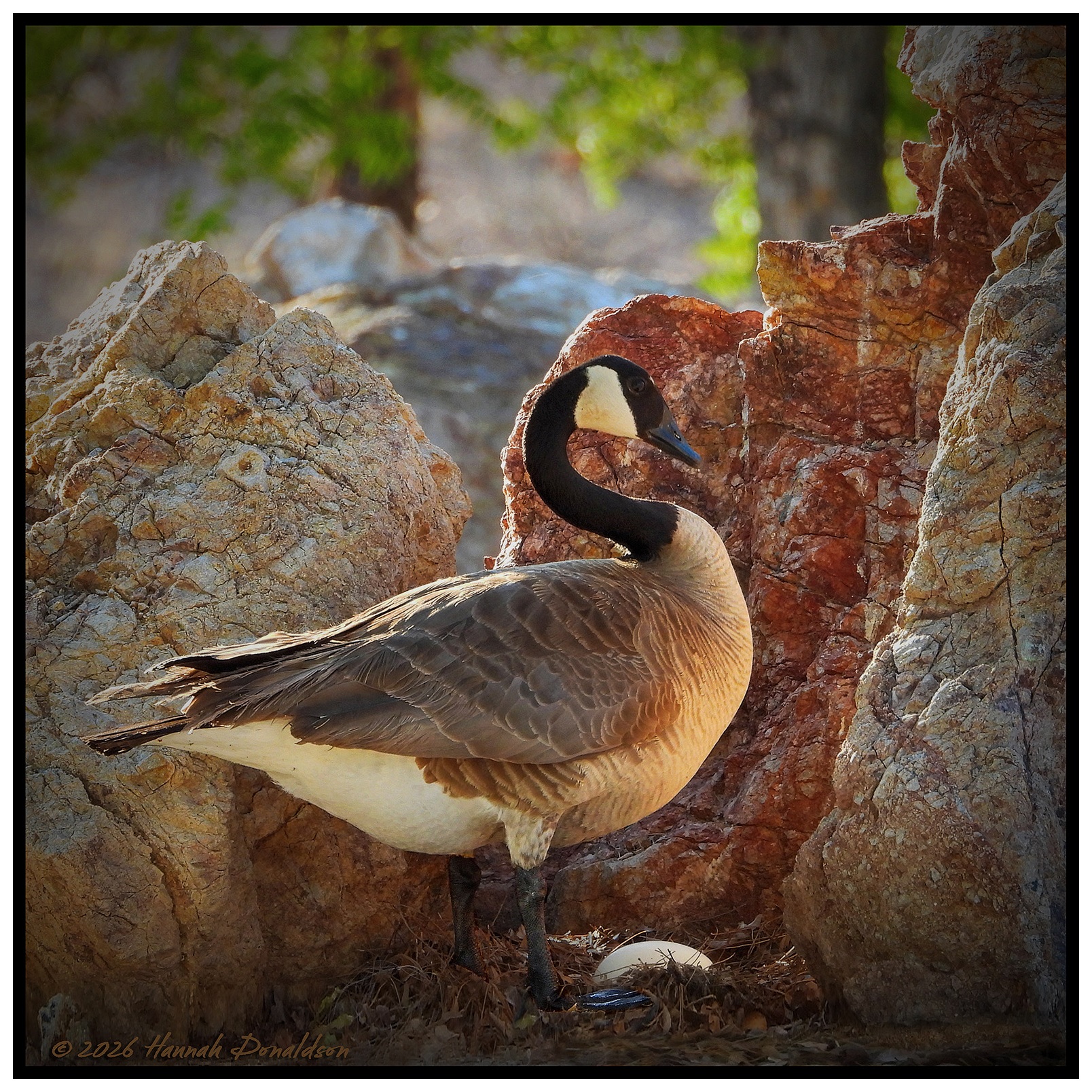 Canadian Goose with Egg shot at a local pond with a 3000mm Lens.