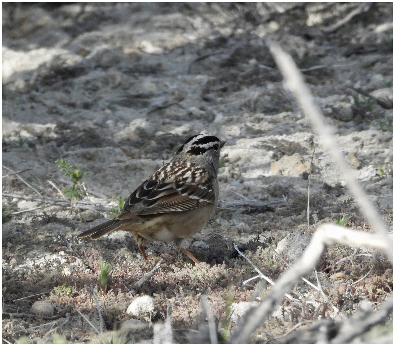 White- Crowned Sparrow at Mono Lake
