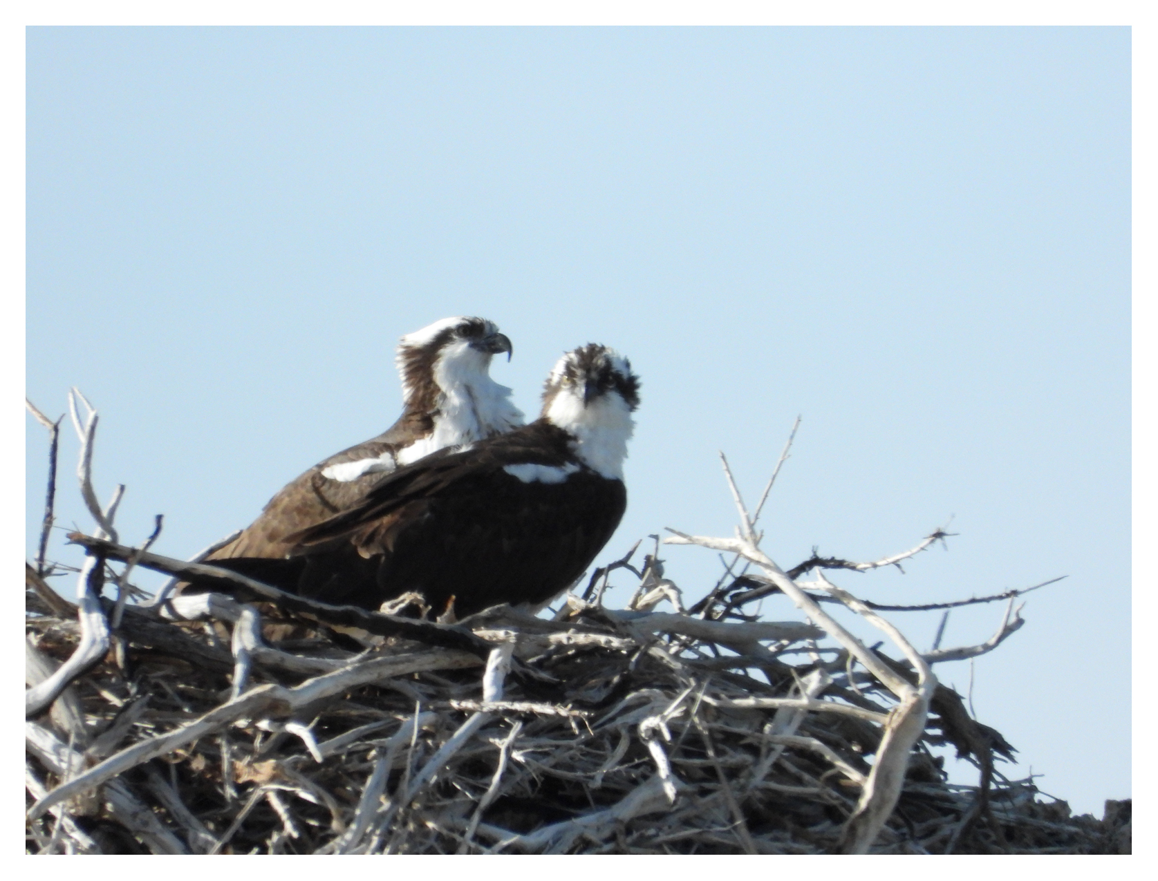 Osprey Couple at Mono Lake