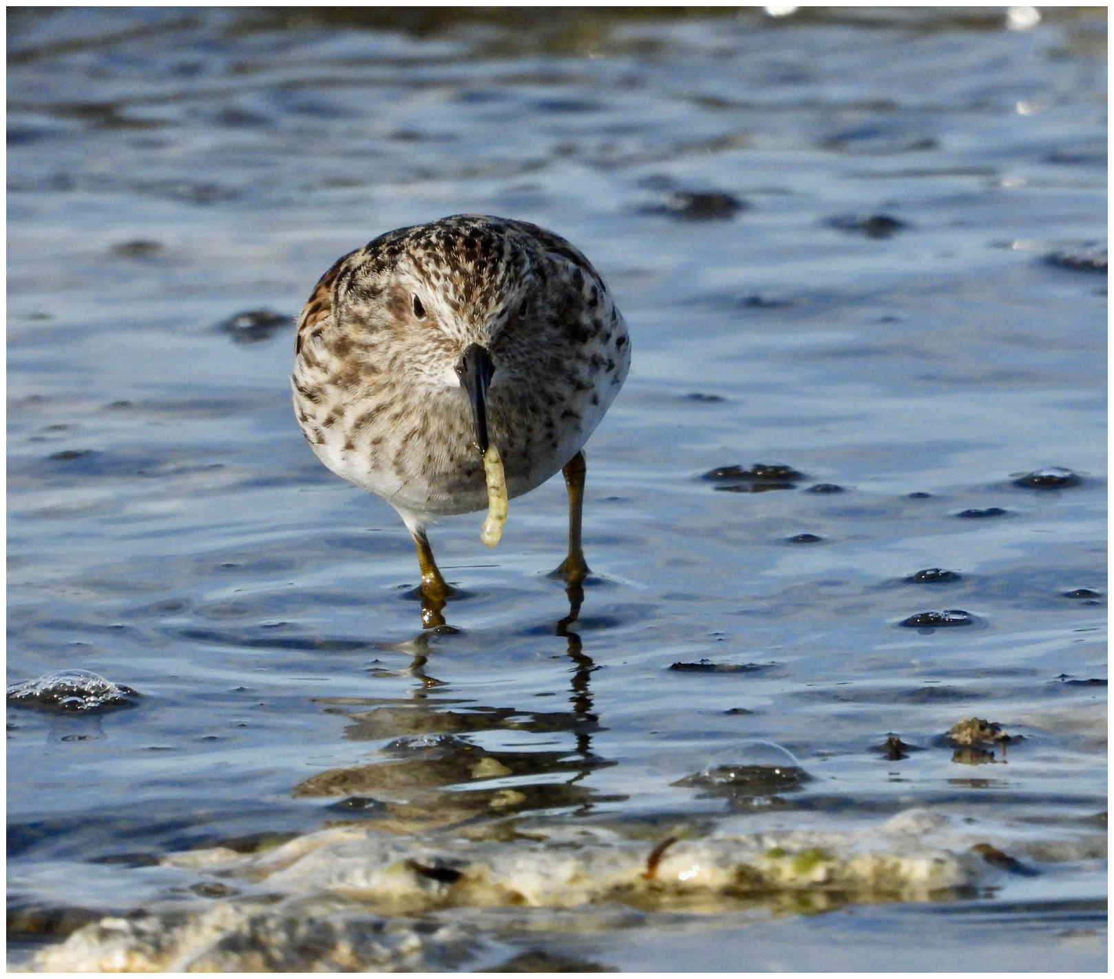 Least Sandpiper at Mono Lake