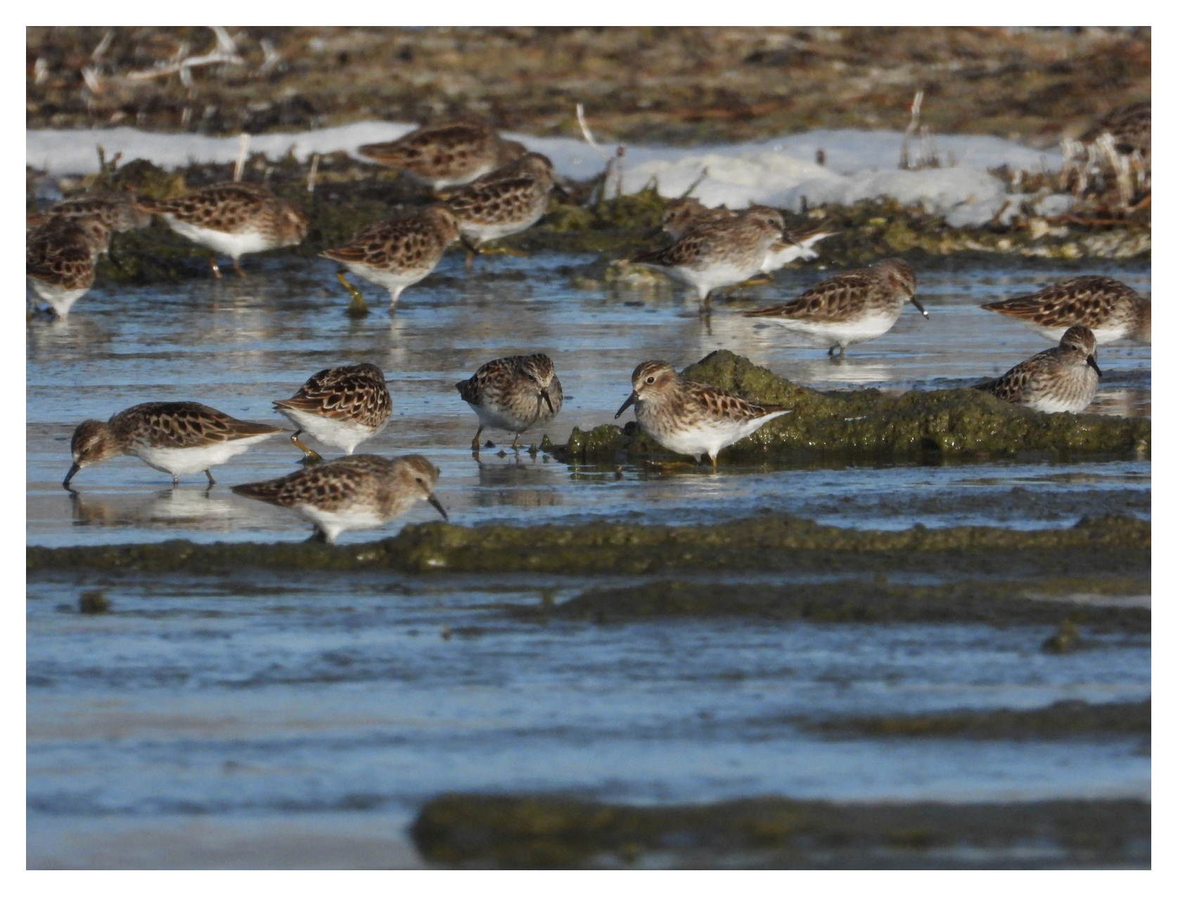 Least Sandpiper at Mono Lake