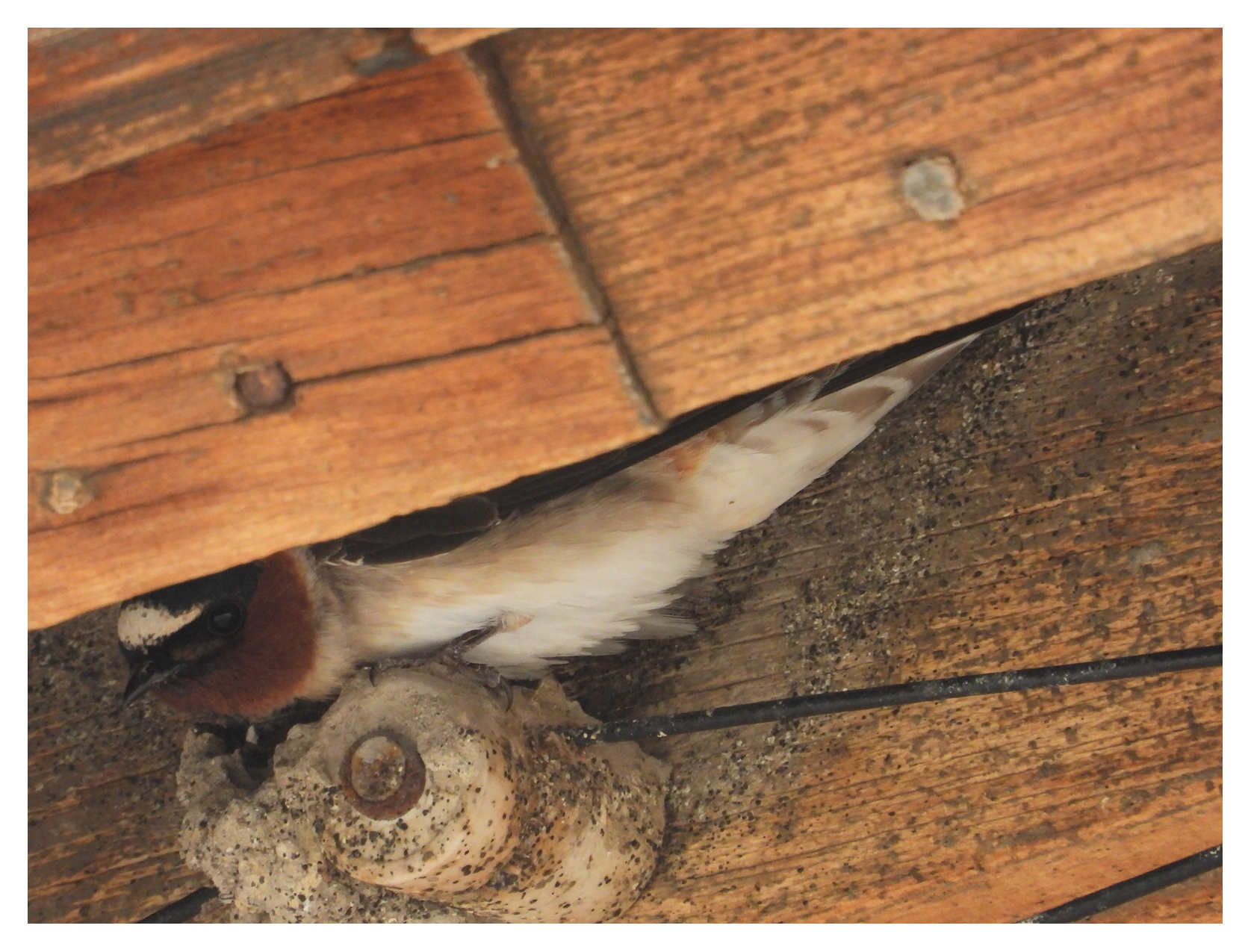 Cliff Swallow at Bodie, CA