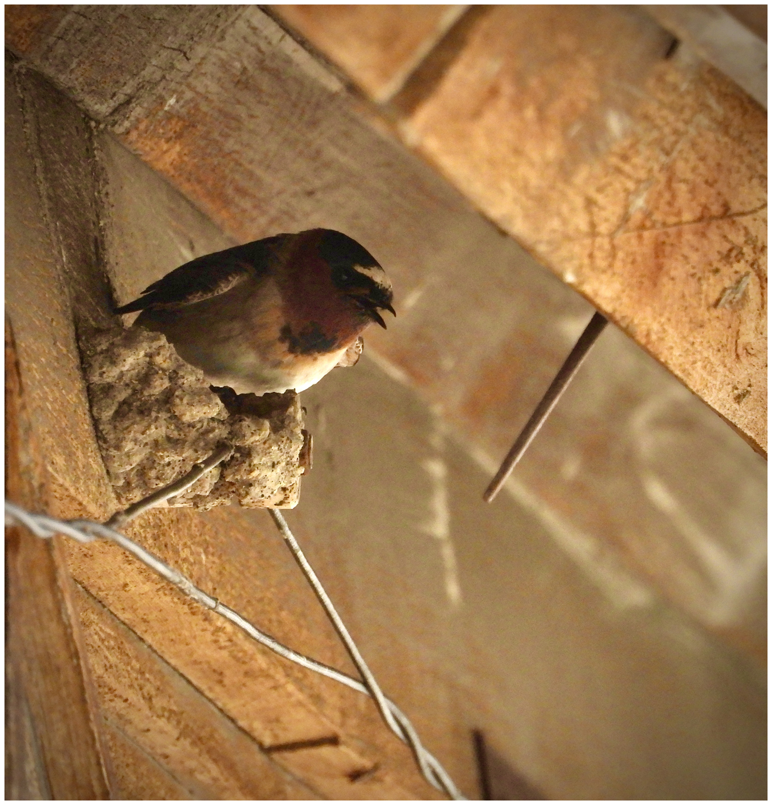 Cliff Swallow at Bodie, CA