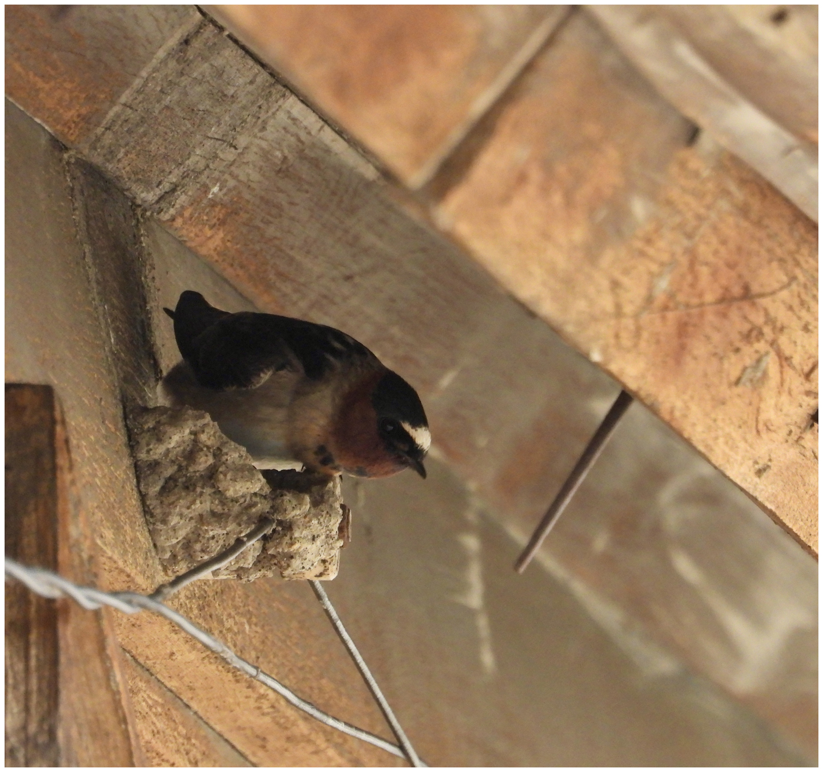 Cliff Swallow at Bodie, CA