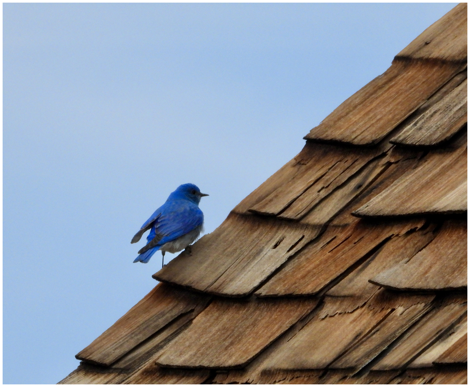 Mountain Blue Bird at Bodie, CA
