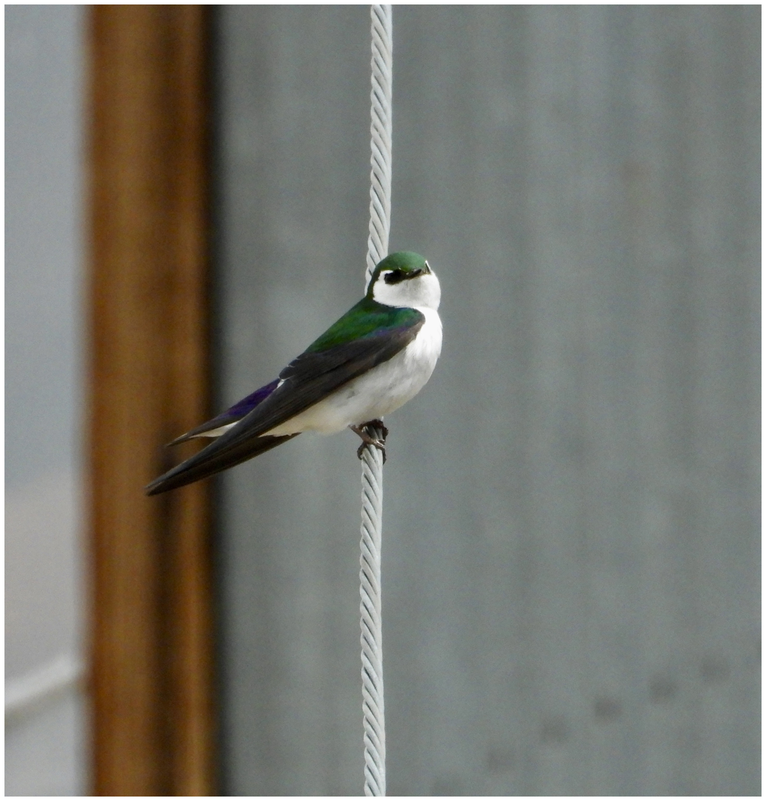 Violet-Green Swallow at Bodie CA