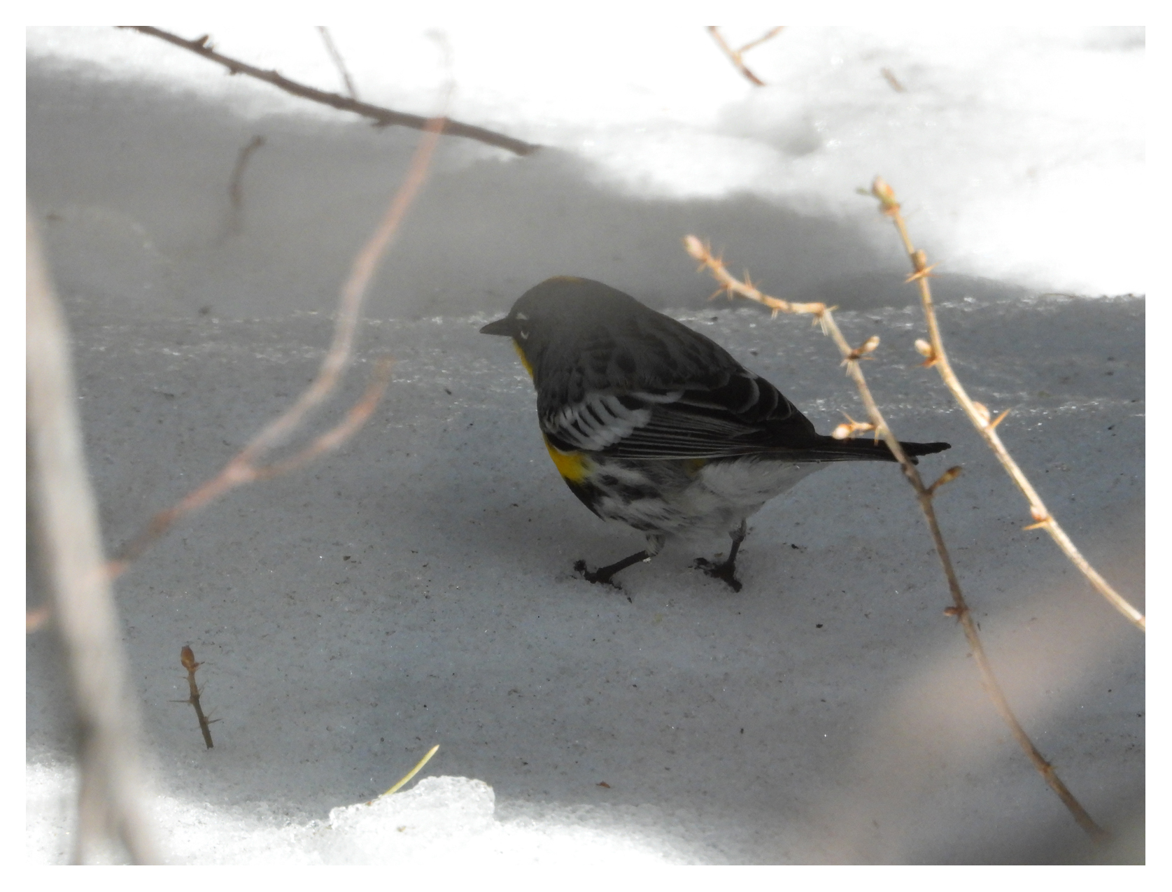 Yellow- Rumped Warbler at Mammoth Lakes, CA