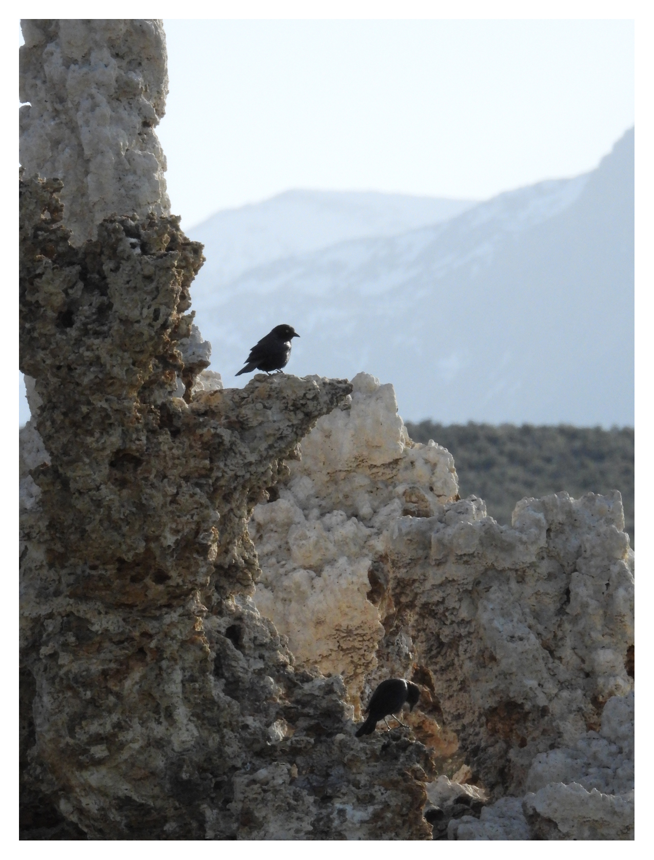 Brewers Black Bird at Mono Lake 
