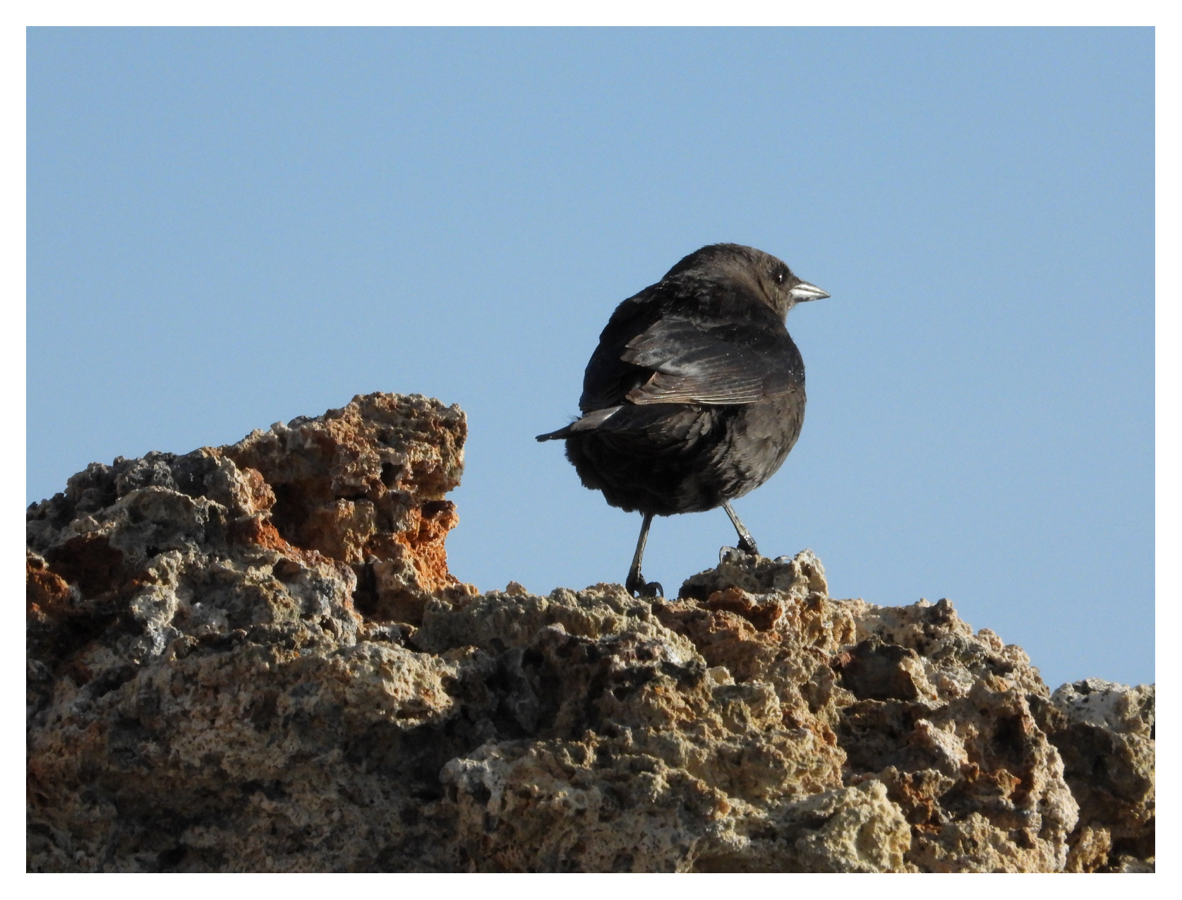 Brewers Black Bird at Mono Lake