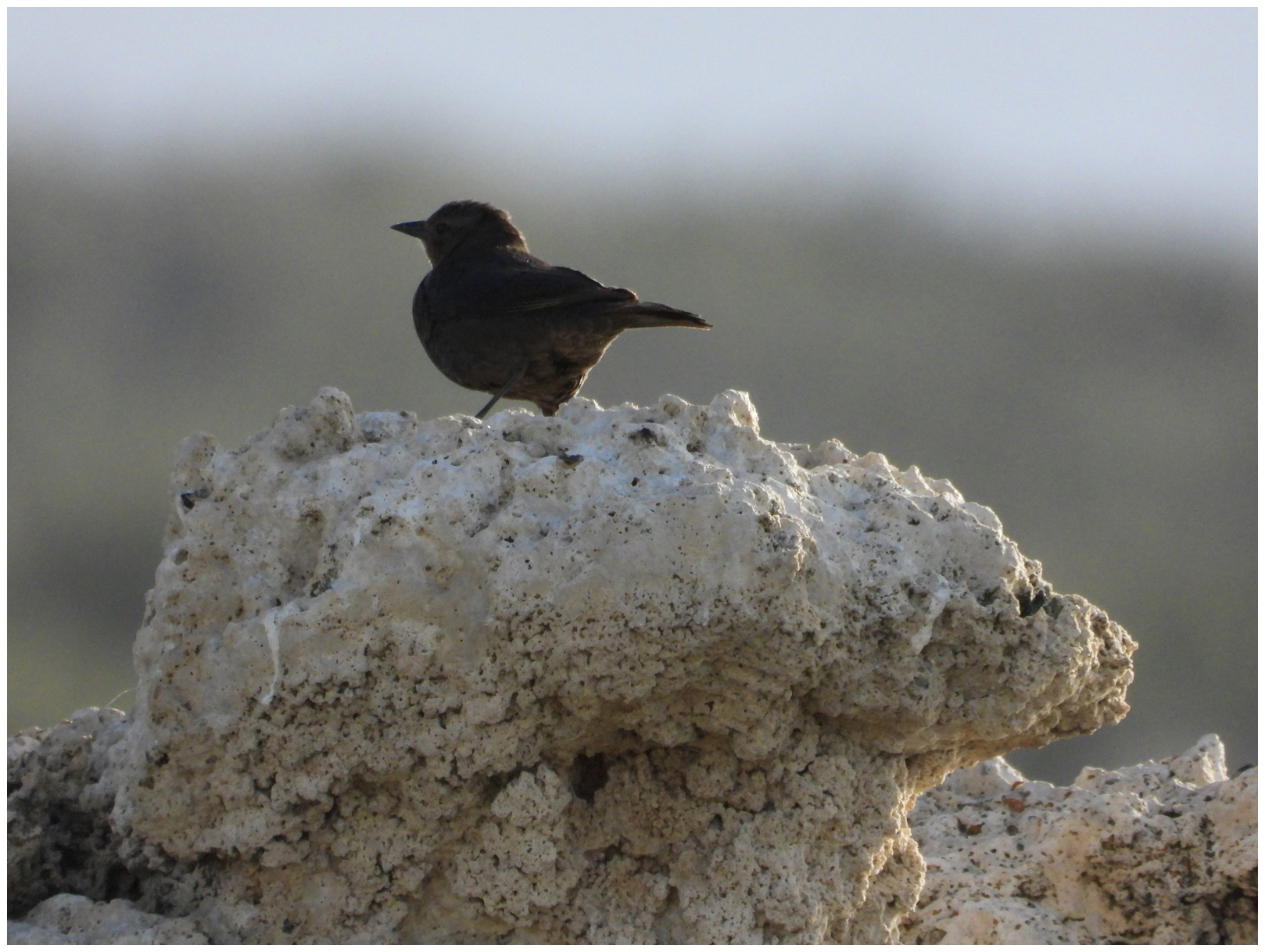 Brewers Black Bird at Mono Lake