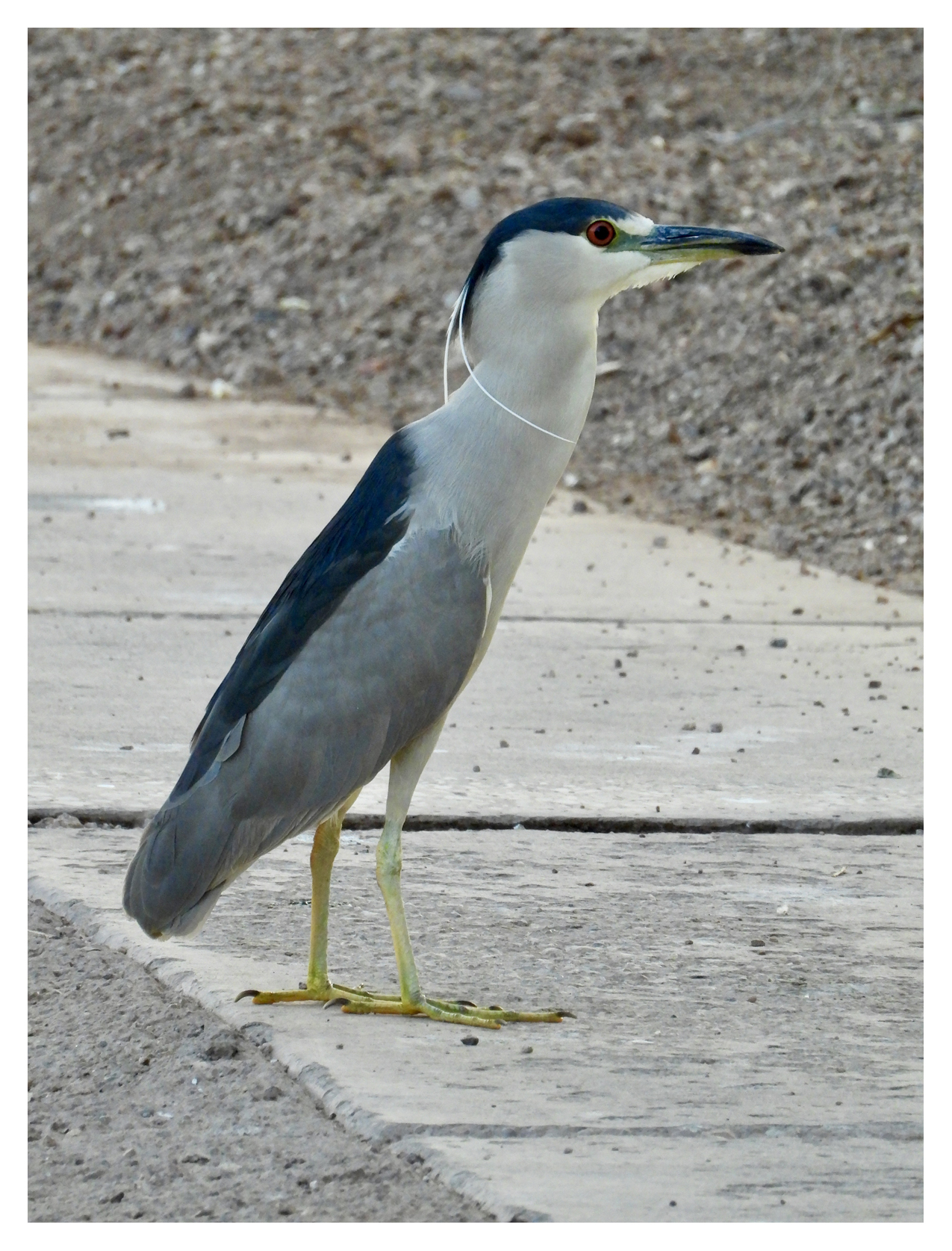 Black Crowned Night Heron at the Local Pond