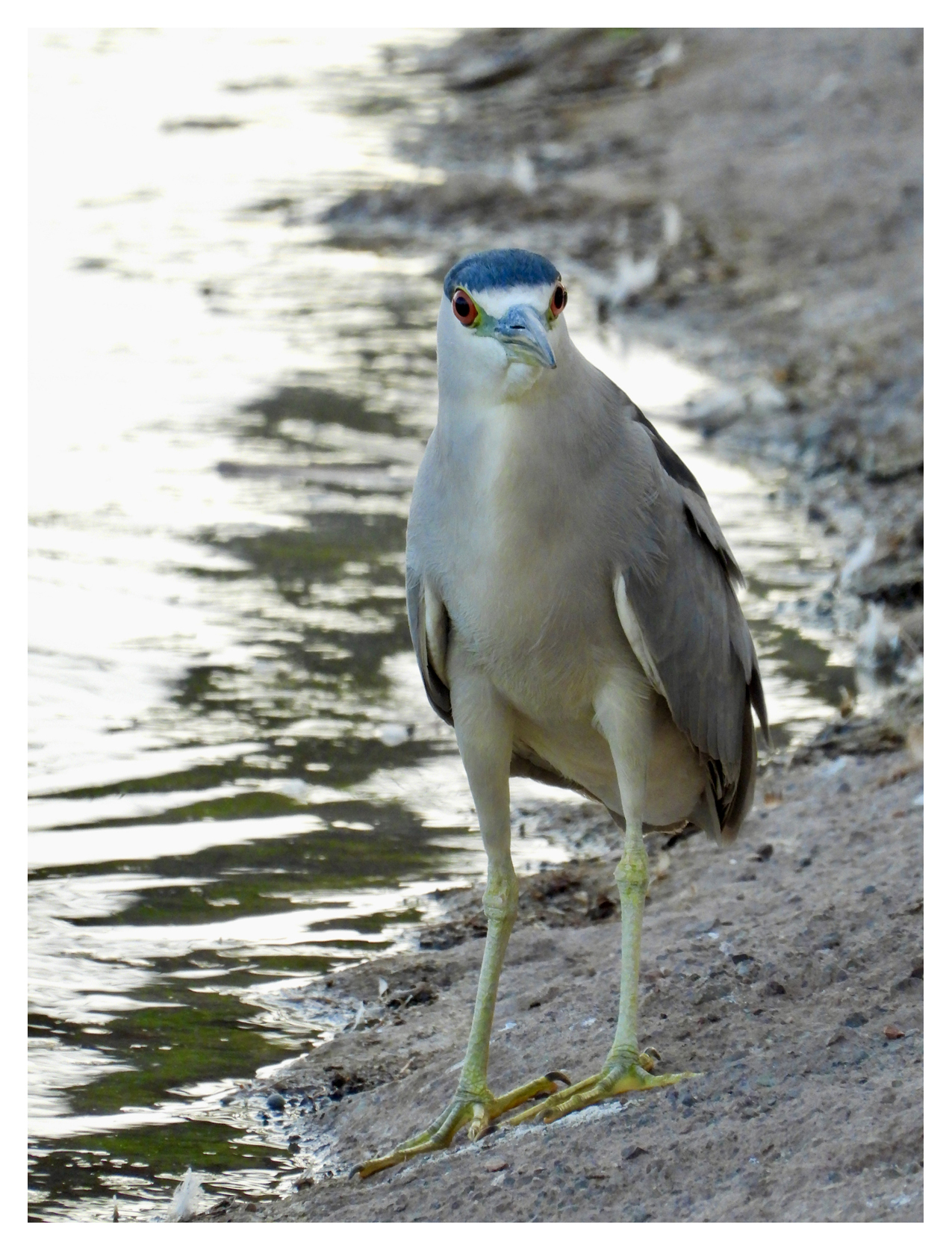 Black Crowned Night Heron at the Local Pond