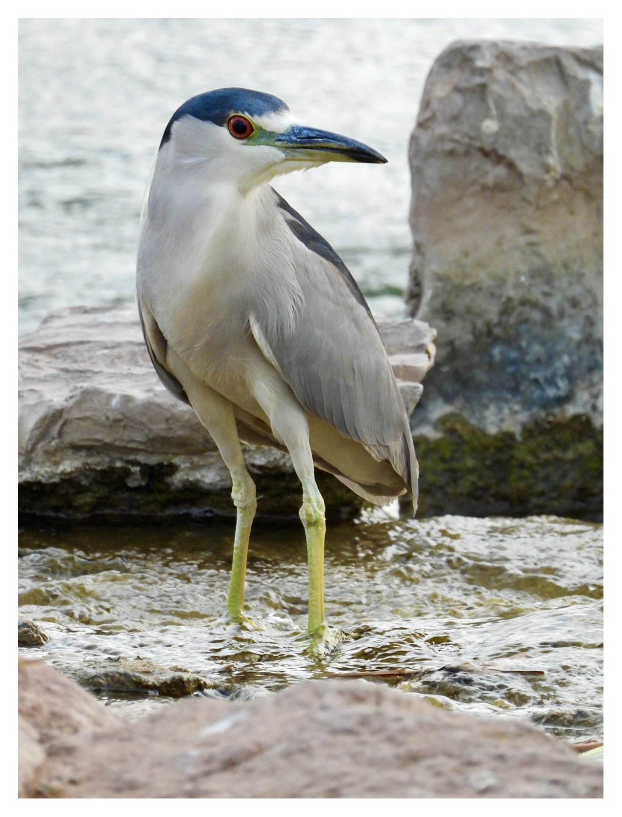 Black Crowned Night Heron at the Local Pond